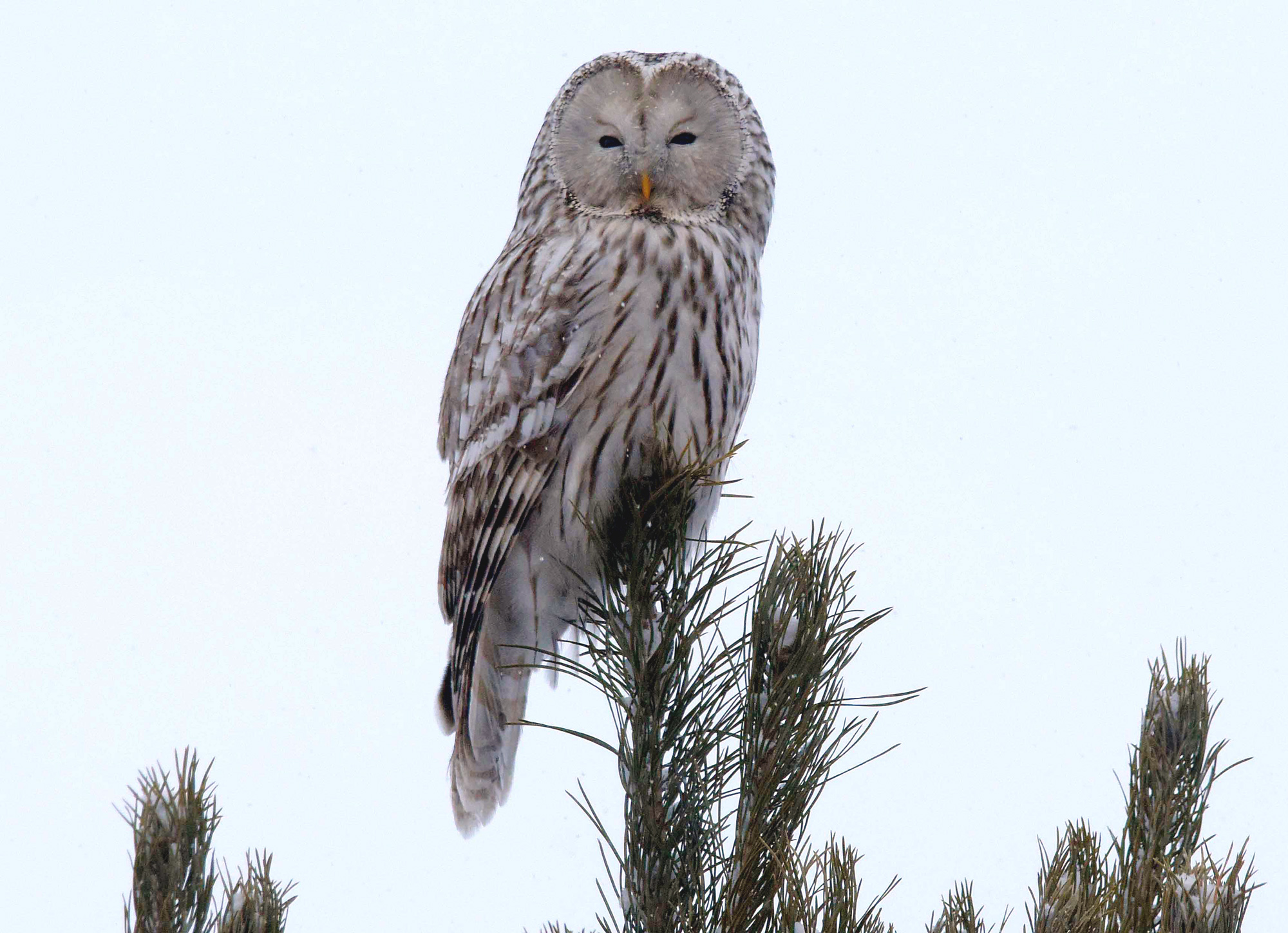 «На присаде.» раздел «ФотоОхота». «»