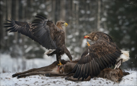 FIGHT!