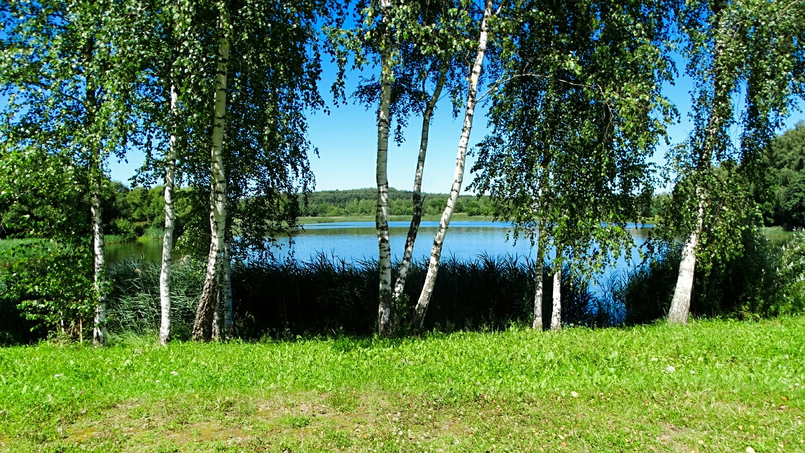 «Природа Смоленщины» раздел «Природный пейзаж». «Смоленская область, д.Флёново 17.07.2026»