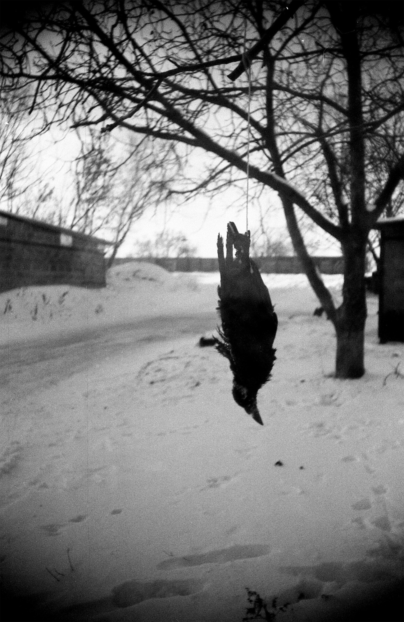 Зимний хоррор.... раздел Жанр. Иду к гаражу, раннее зимнее утро, сонный, а тут хоррор такой…Зерноград, 2026 Ломо-ЛК А Тасма-42л