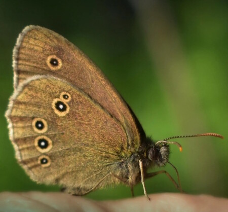 Сенница. 
