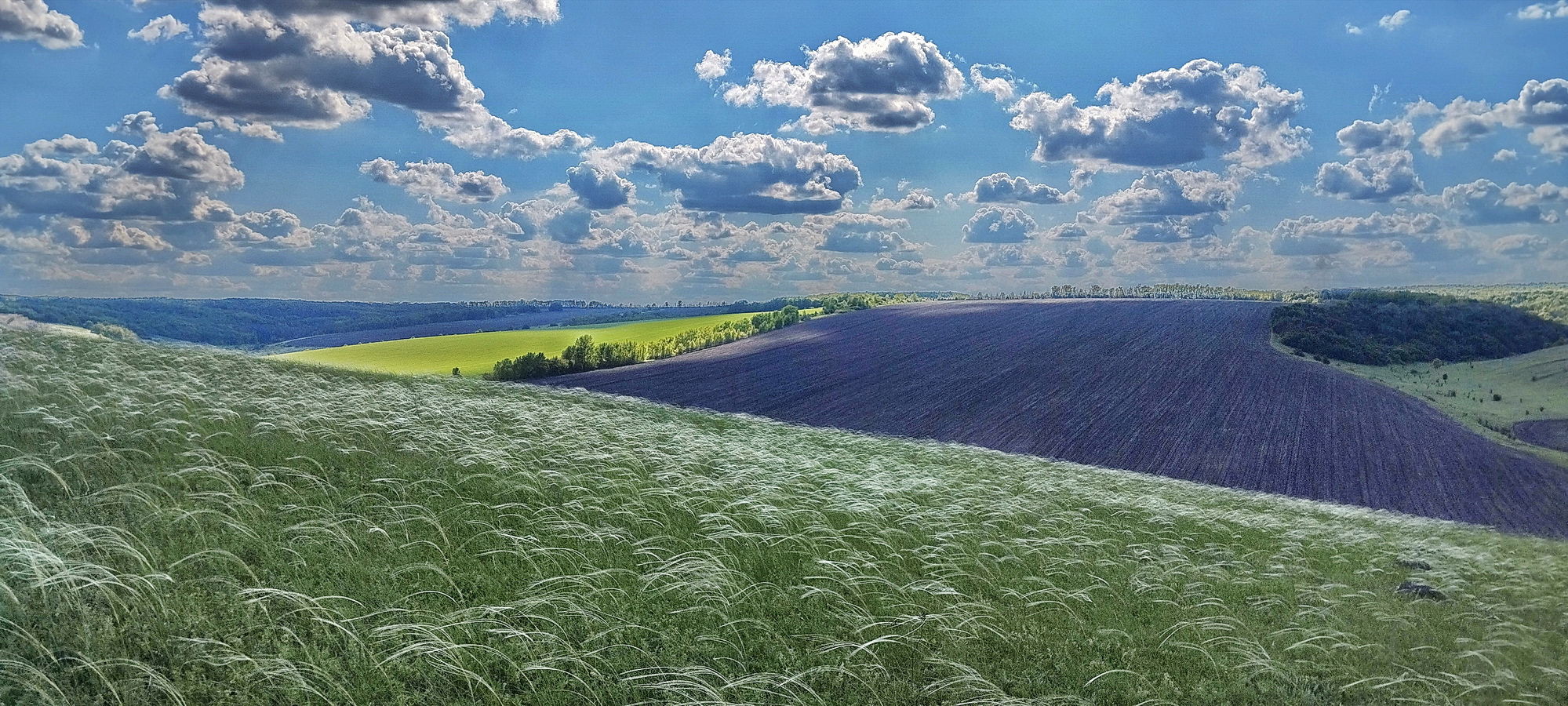 Ковыль. раздел Природный пейзаж