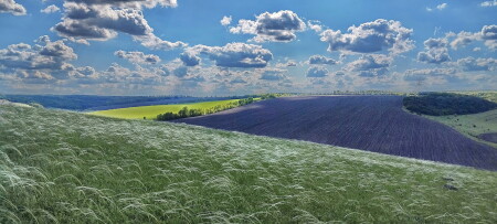 Ковыль