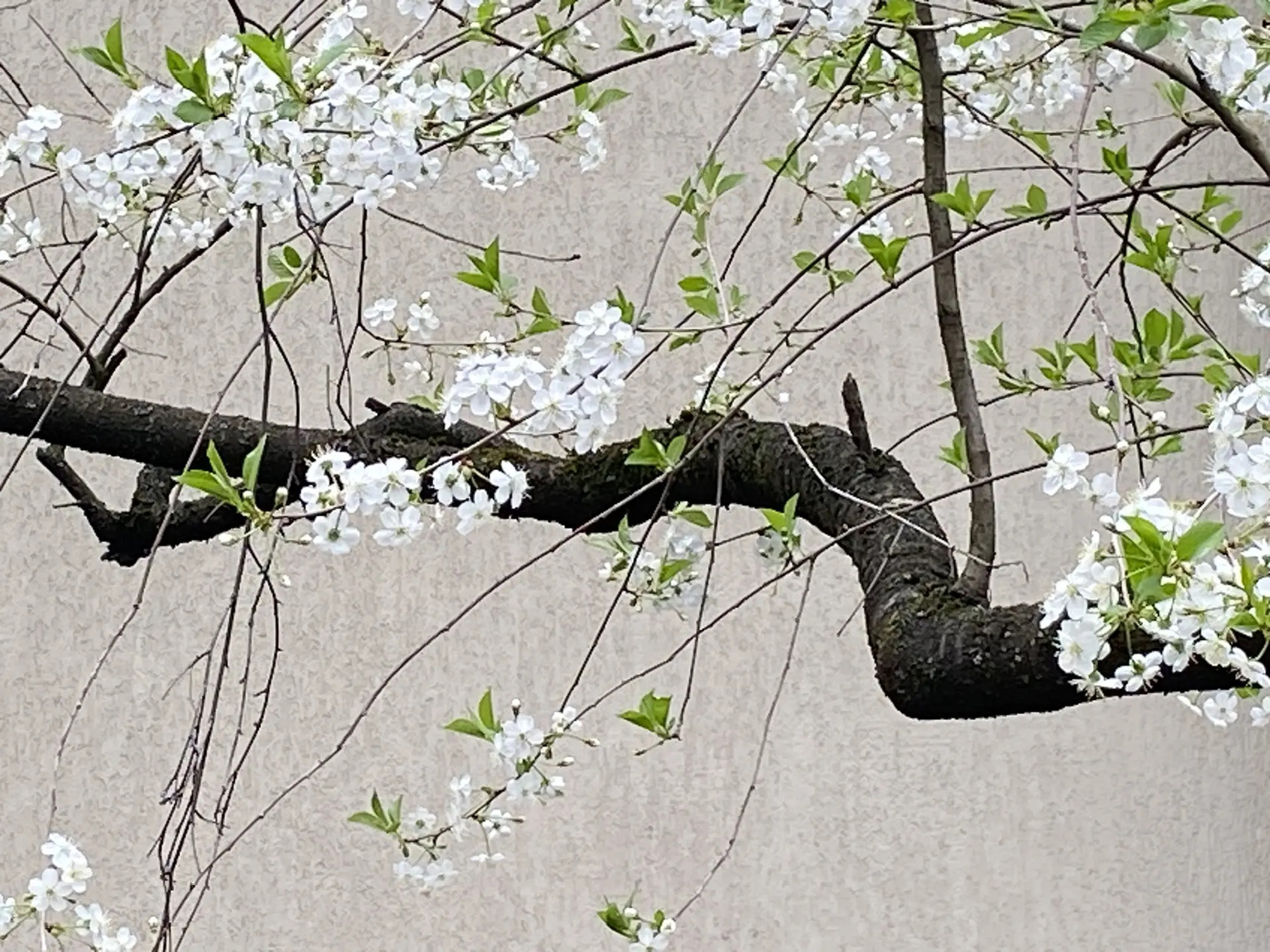 2026 г. Вишня в цветы 1. раздел Природный пейзаж