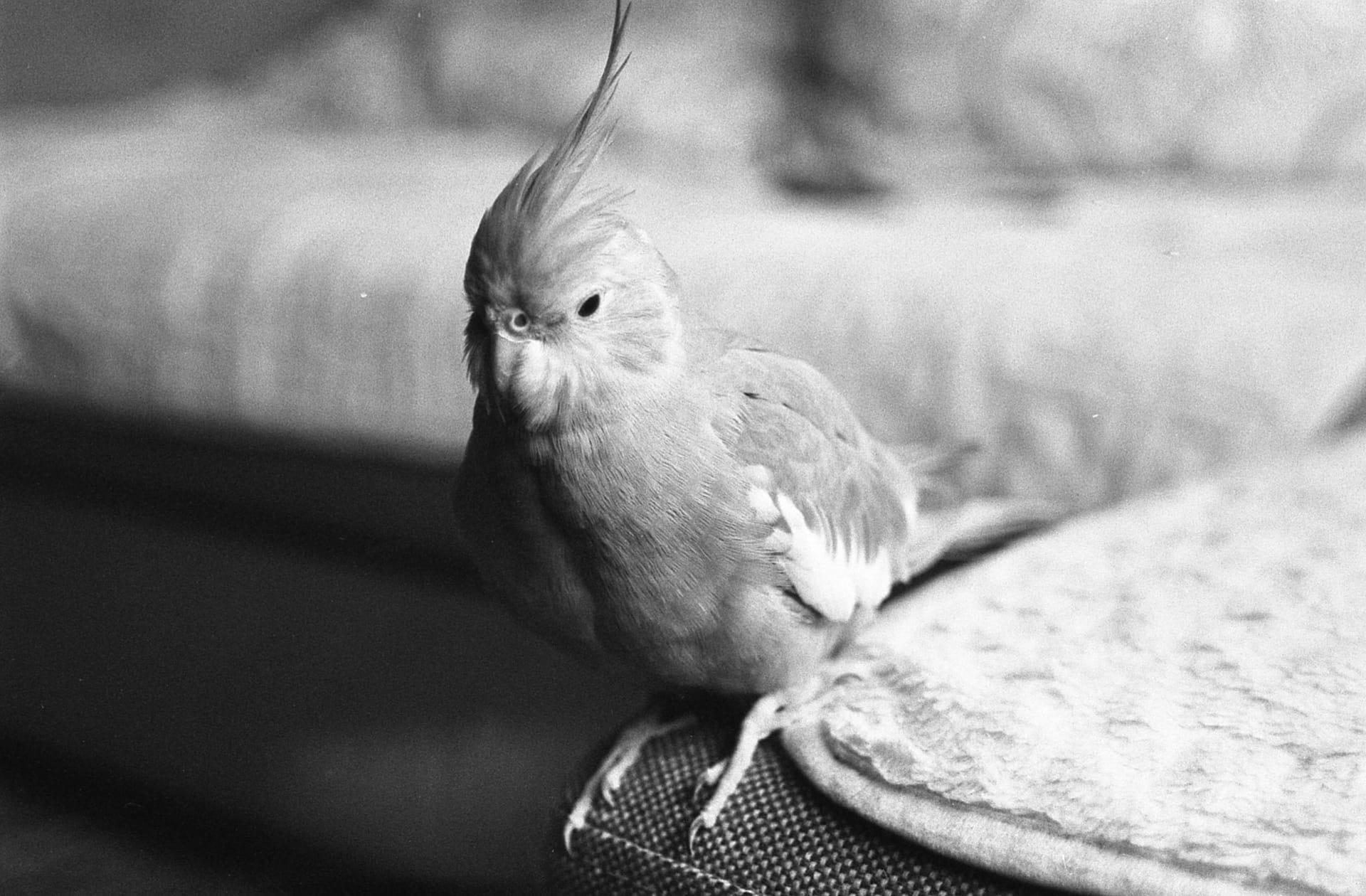 «Филюша» раздел «Домашние животные». «Nikon F801s Тасма-42 Nikon 50/1.8d»