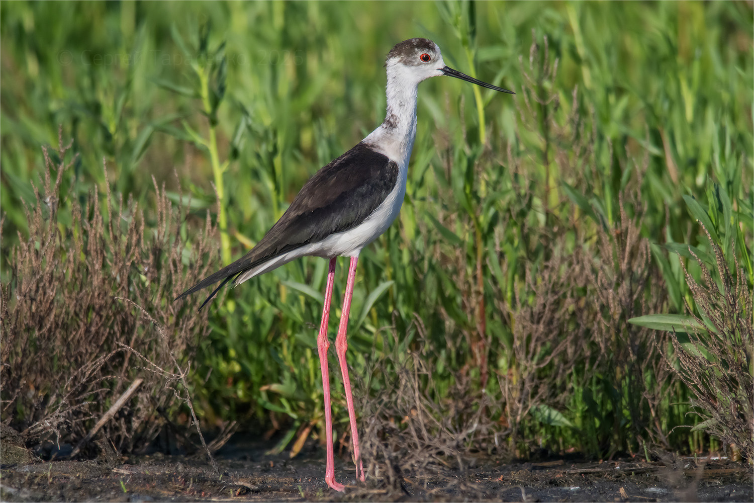 *. раздел ФотоОхота. Ходулочник (Himantopus himantopus). Июнь, 7:08.