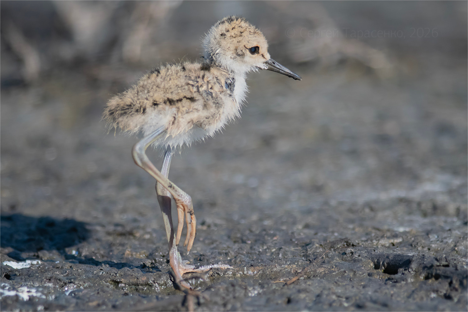*. раздел ФотоОхота. Птенец ходулочника (Himantopus himantopus). Июнь, 8:26.