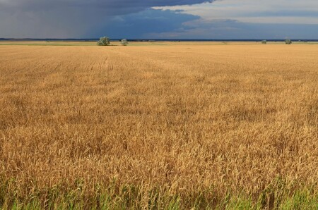 перед грозой