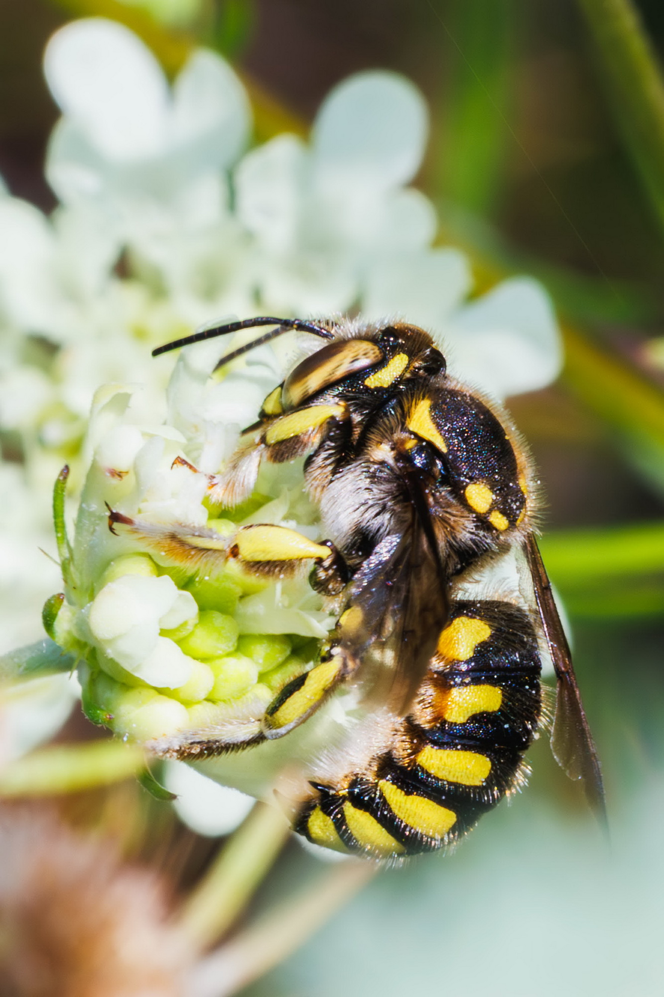 Не оса, а пчела.... раздел Макро. Anthidium florentinum — вид одиночной пчелы из семейства Мегахилид (Megachilidae). Также известна как пчела-шерстобит флорентийская. У обоих полов чёрный брюшной пол с двумя жёлтыми полосами на каждом тергите. Самца можно отличить по седым или беловатым волоскам по бокам живота. Самки меньше самцов и имеют бледно-желтоватые пыльцевые кисти на нижней части живота. Характерная черта — щёточка на брюшке, на которую самки собирают пыльцу, тогда как другие пчёлы собирают пыльцу на волоски задних ножек.