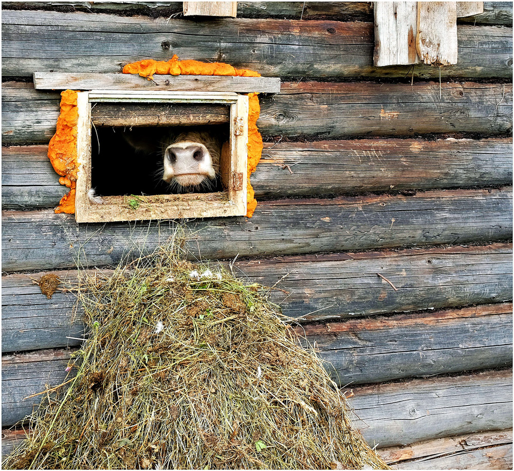 ***. раздел Домашние животные