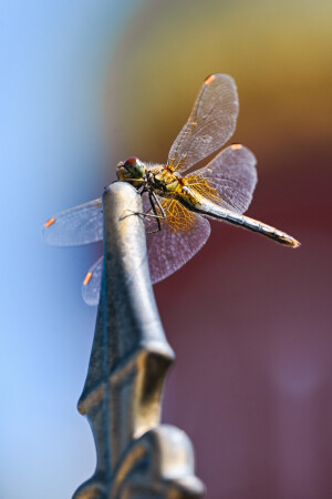 dragonfly