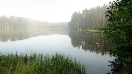 Туманное утро