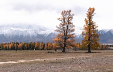 Алтайская осень