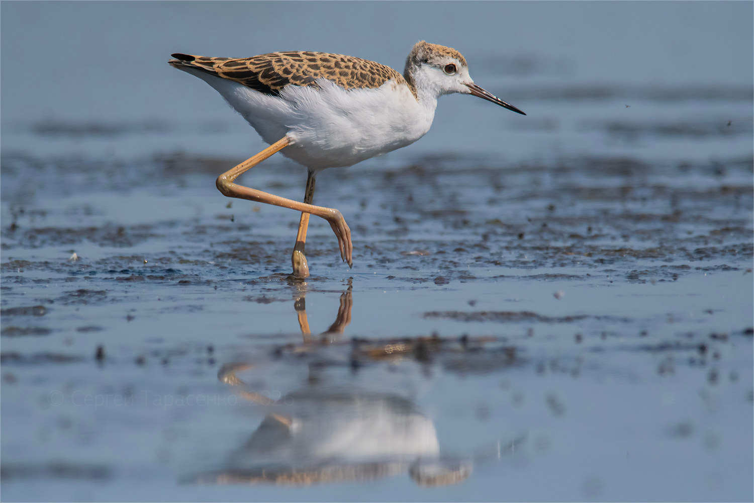 «*» раздел «ФотоОхота». «Молодой ходулочник (Himantopus himantopus). Июль, 10:53.»