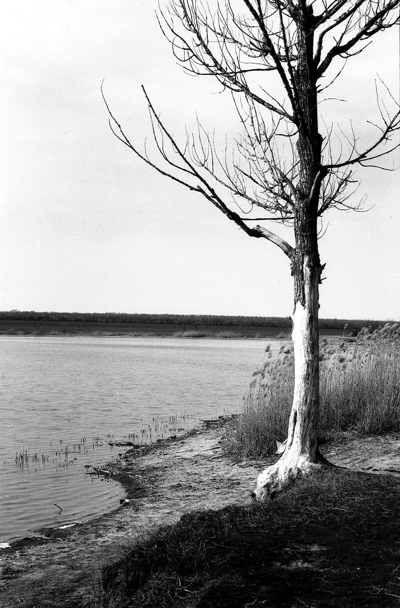 ***. раздел Природный пейзаж. Canon EOS 3000 Свема-100 Гелиос-44м