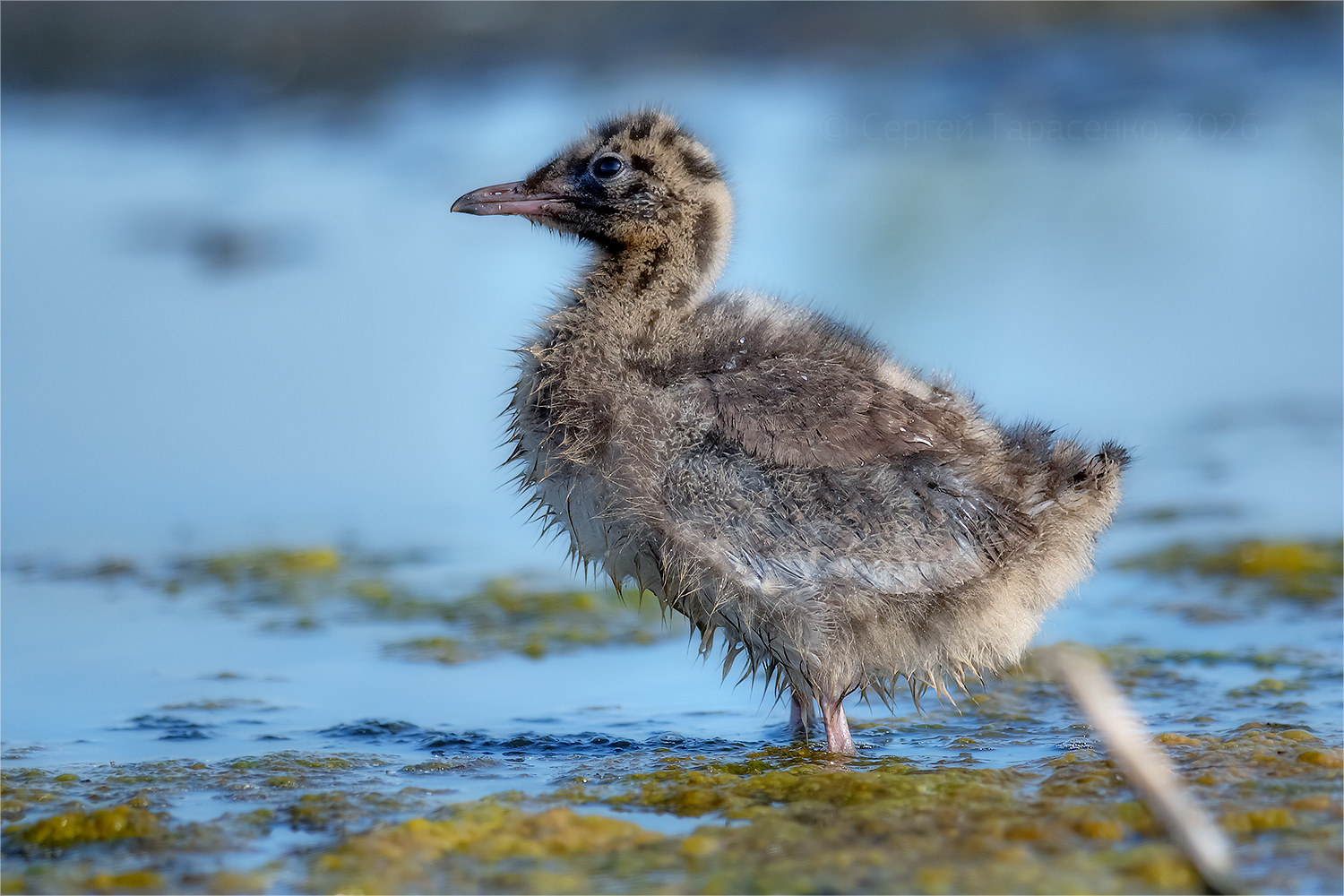 «*» раздел «ФотоОхота». «Птенец озерной чайки (Chroicocephalus ridibundus). Июнь, 8:13.»