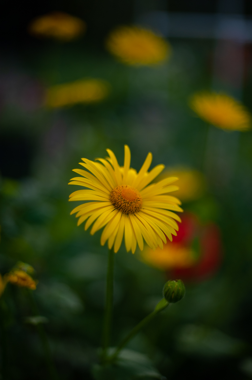 «***» раздел «Цветы. Флора. Грибы». «Nikon D700»