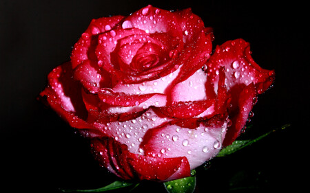 Roze.
