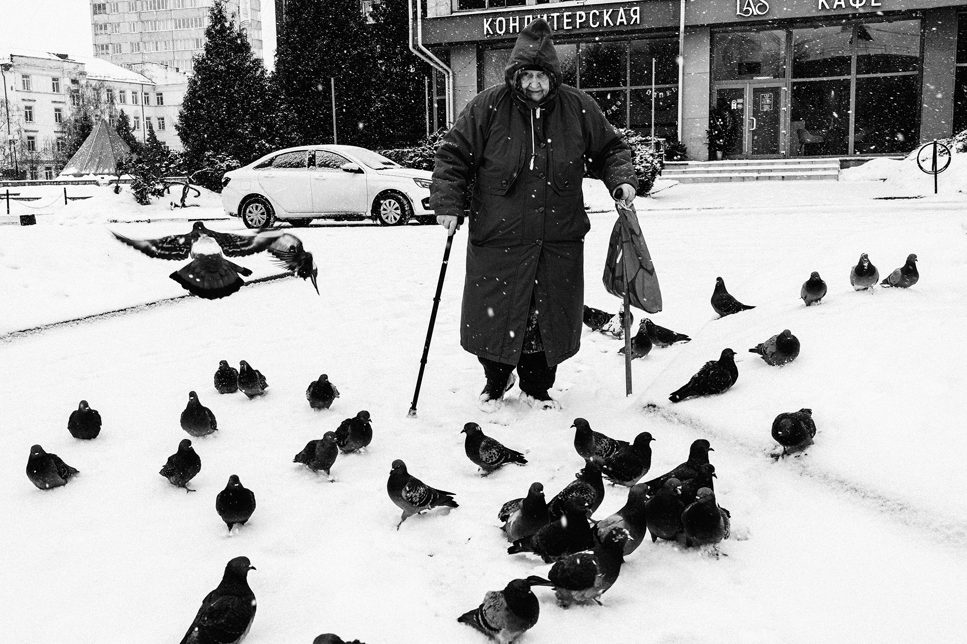 Голуби. раздел Жанр