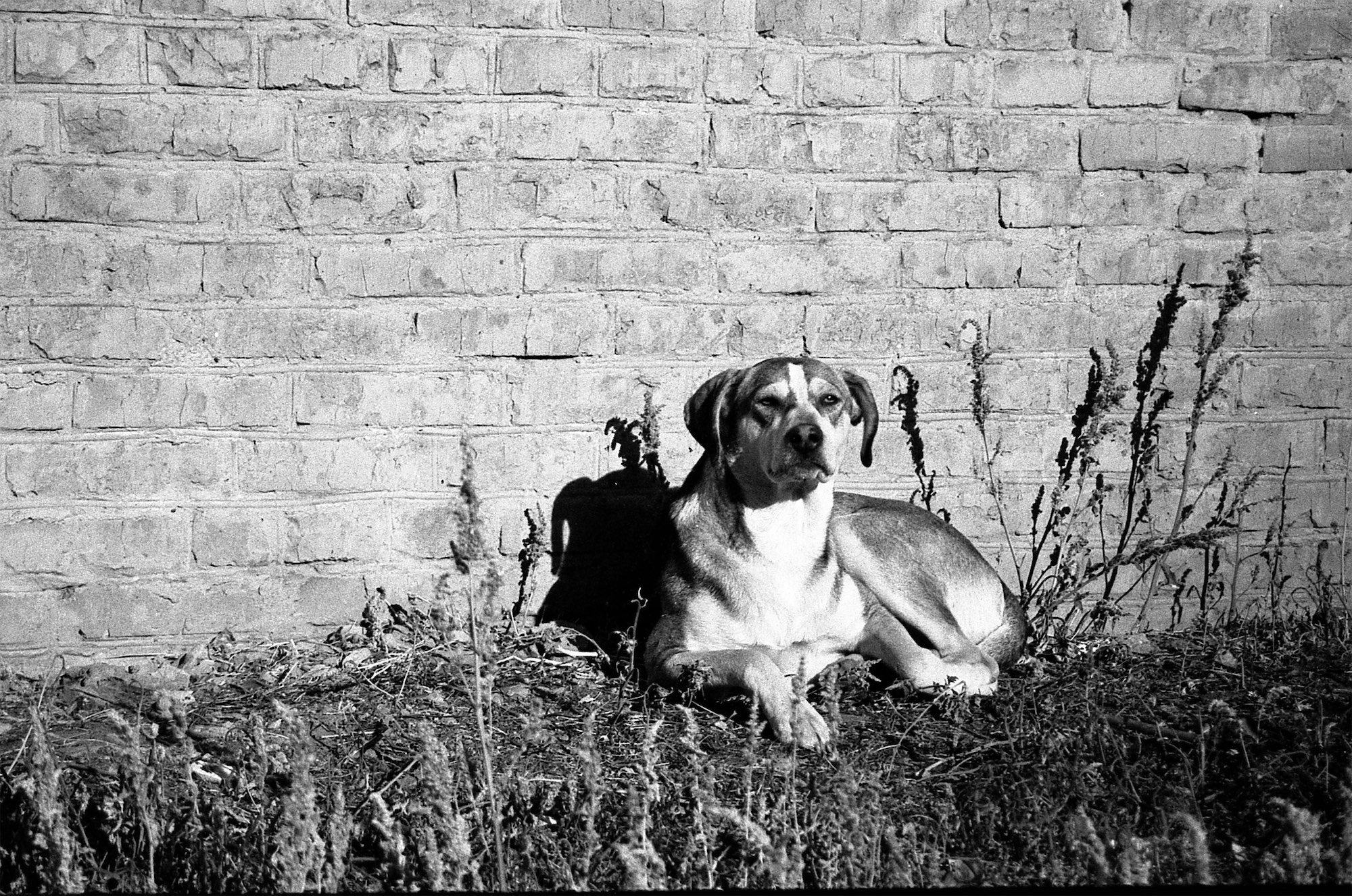 «***» раздел «Животные». «Canon EOS 3000 Тасма-42»