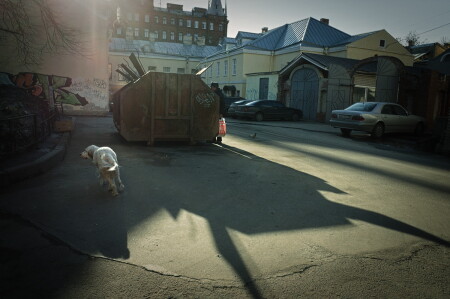 таракан