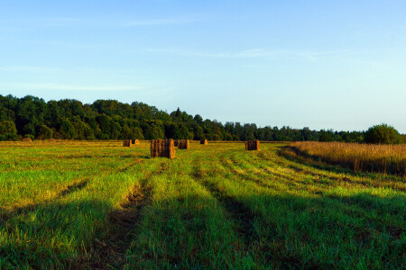 Сенокос