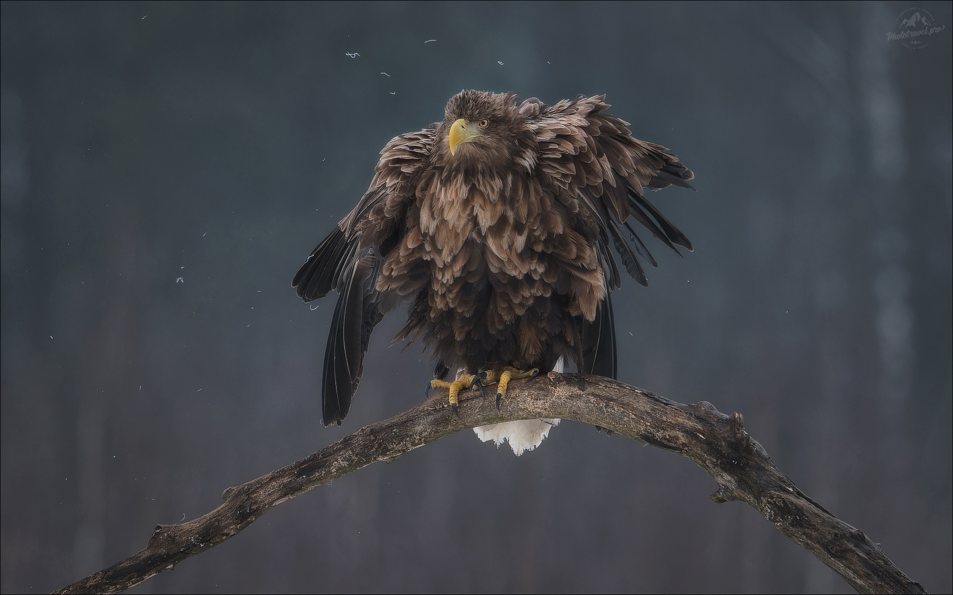 ANGRY BIRD. раздел ФотоОхота. Взрослый орлан-белохвост.Северная Беларусь, заказник "Красный Бор".Приглашаю на фотосъемку животных, хищных птиц и др. в январе-феврале 2027г.(с) phototravel.pro