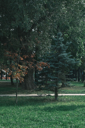 2 дерева
