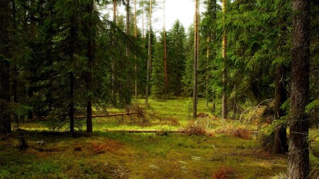 В лесах Карельского перешейка