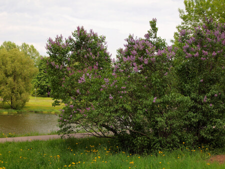 Люблинский парк