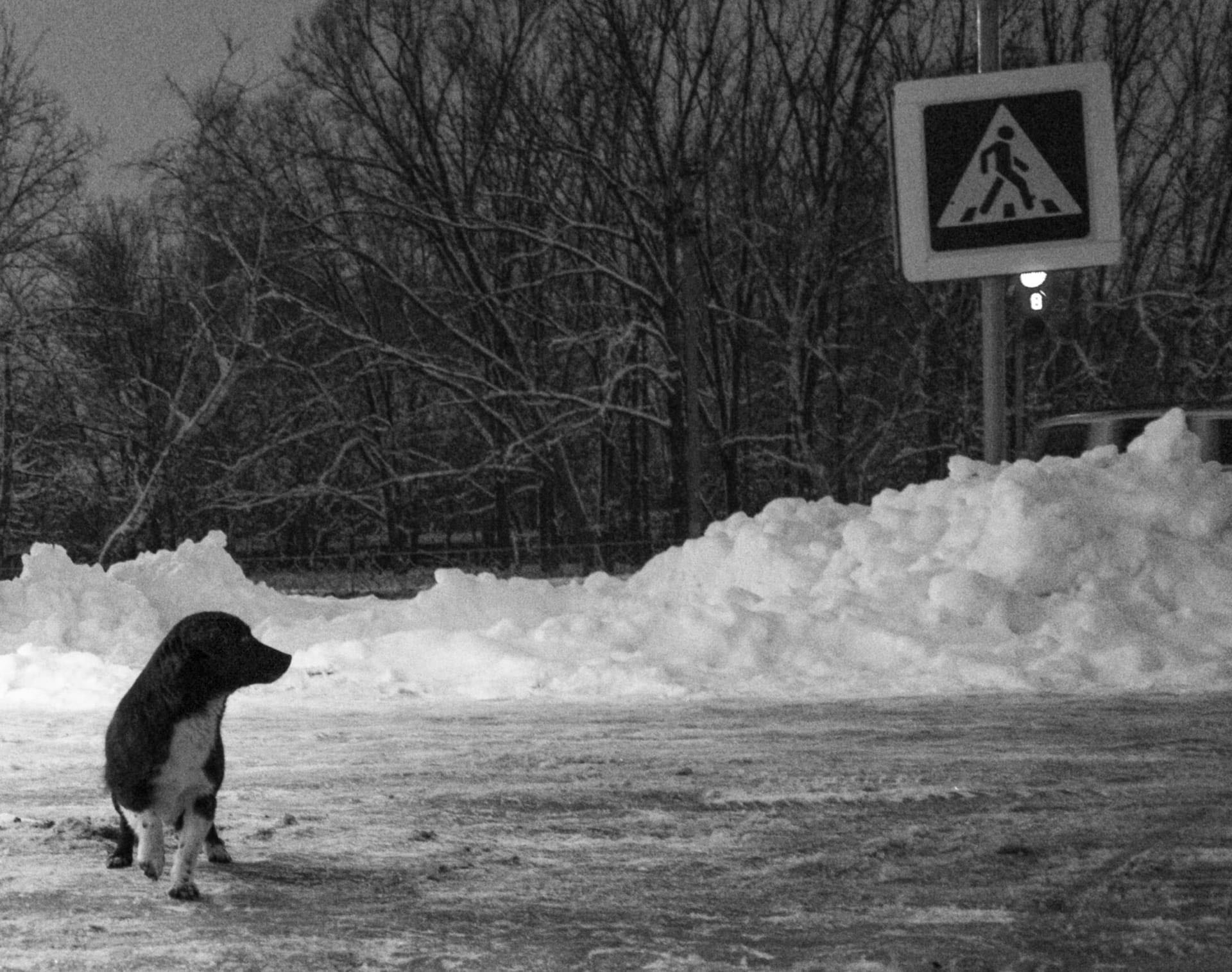 «***» раздел «Животные». «»