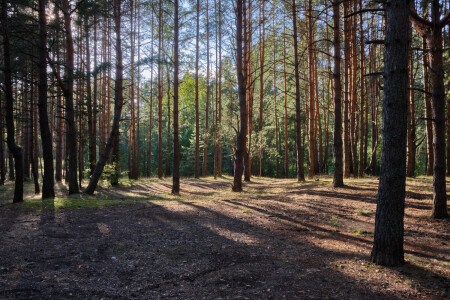Солнце в лесу