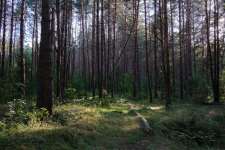 Солнце в лесу #3