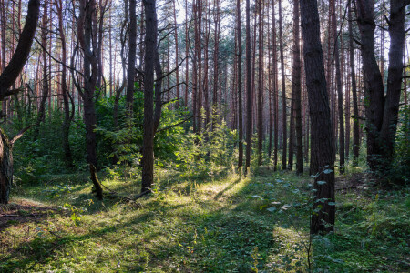 Солнце в лесу #4