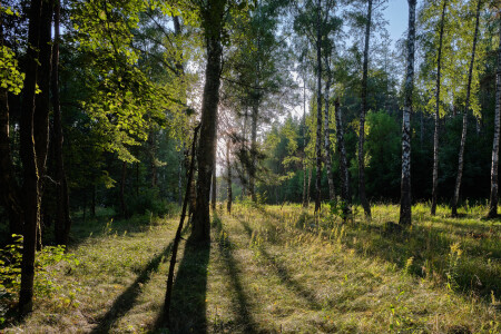 Солнце в лесу #5