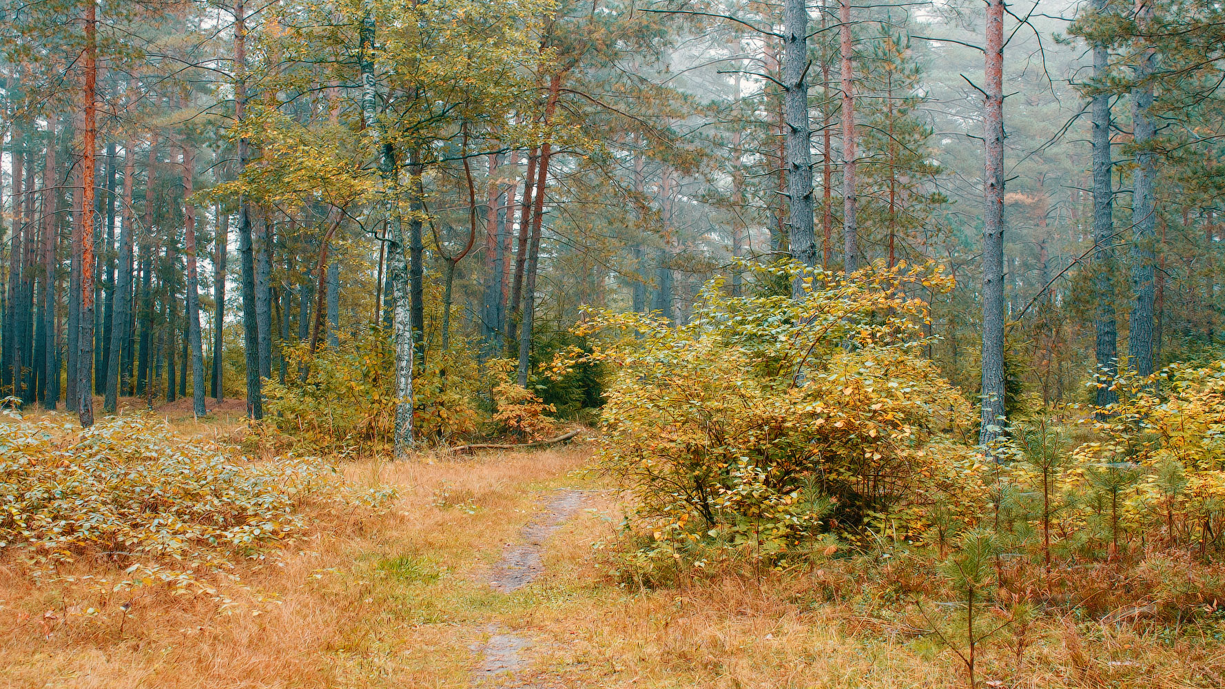 «***» раздел «Природный пейзаж». «»