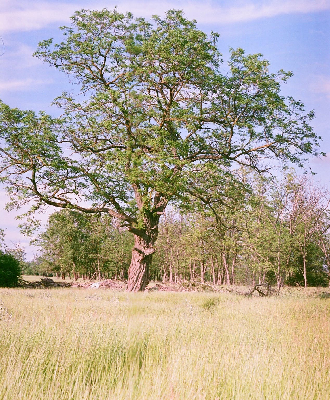«***» раздел «Природный пейзаж». «Зоркий-4к Fujicolor 400 (просрочка) Юпитер 8»