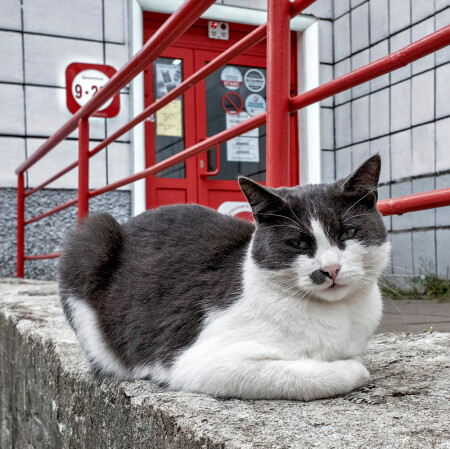 Милая кошечка