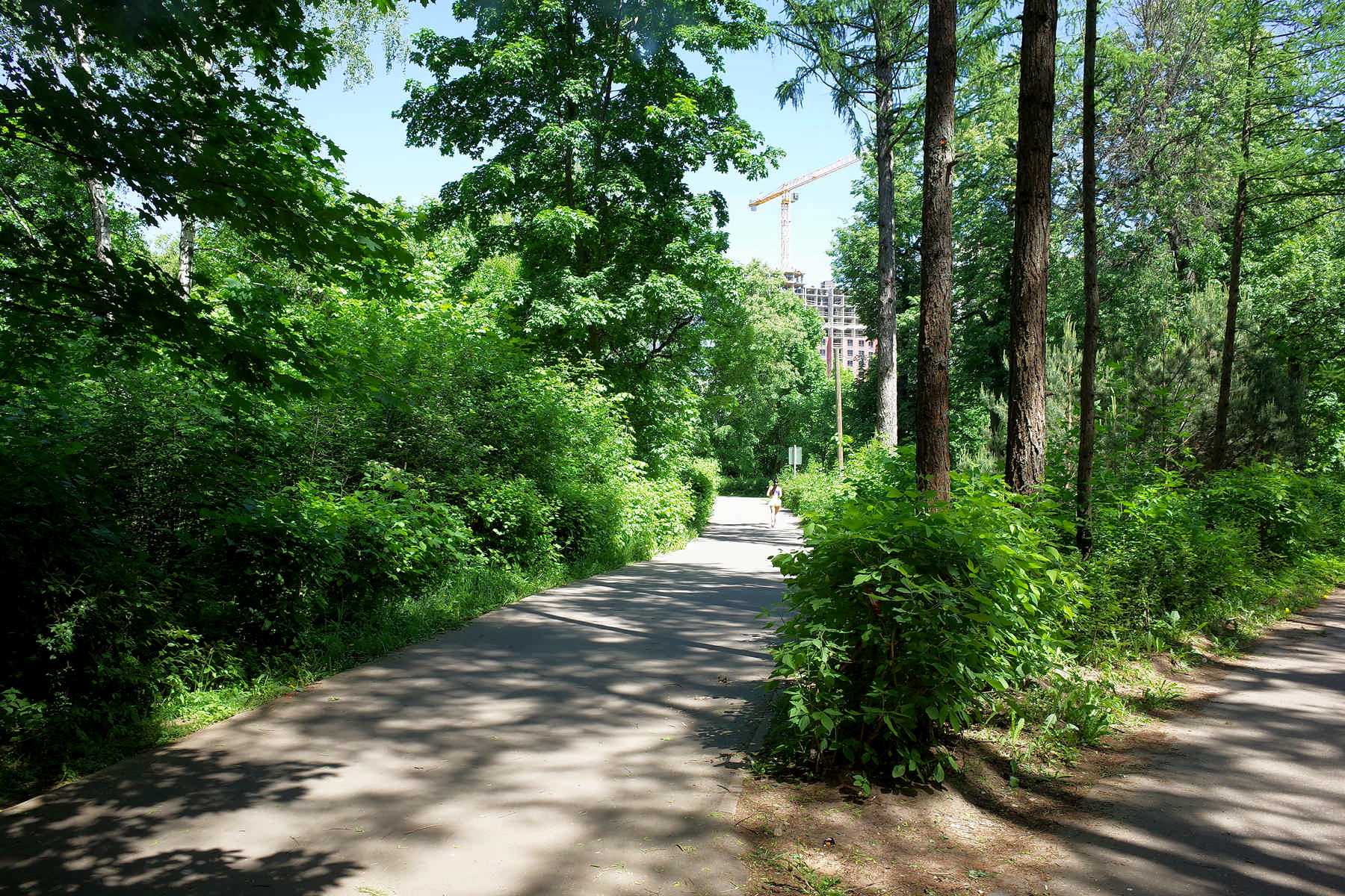 «Кузьминский парк» раздел «Городской пейзаж». «Кузьминский парк в Москве. Май 2025.»