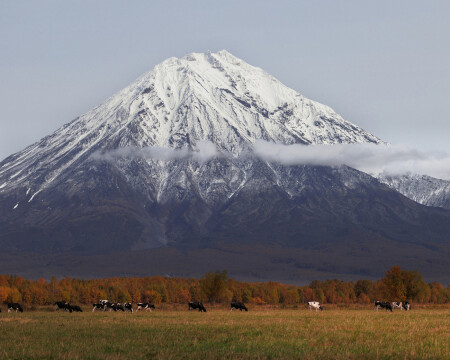 Коровы