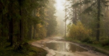 Туманное утро