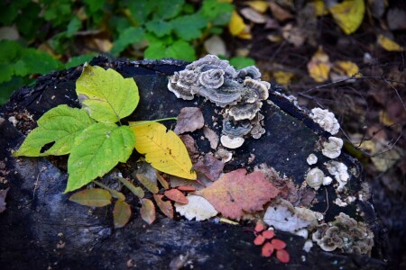 краски осени...