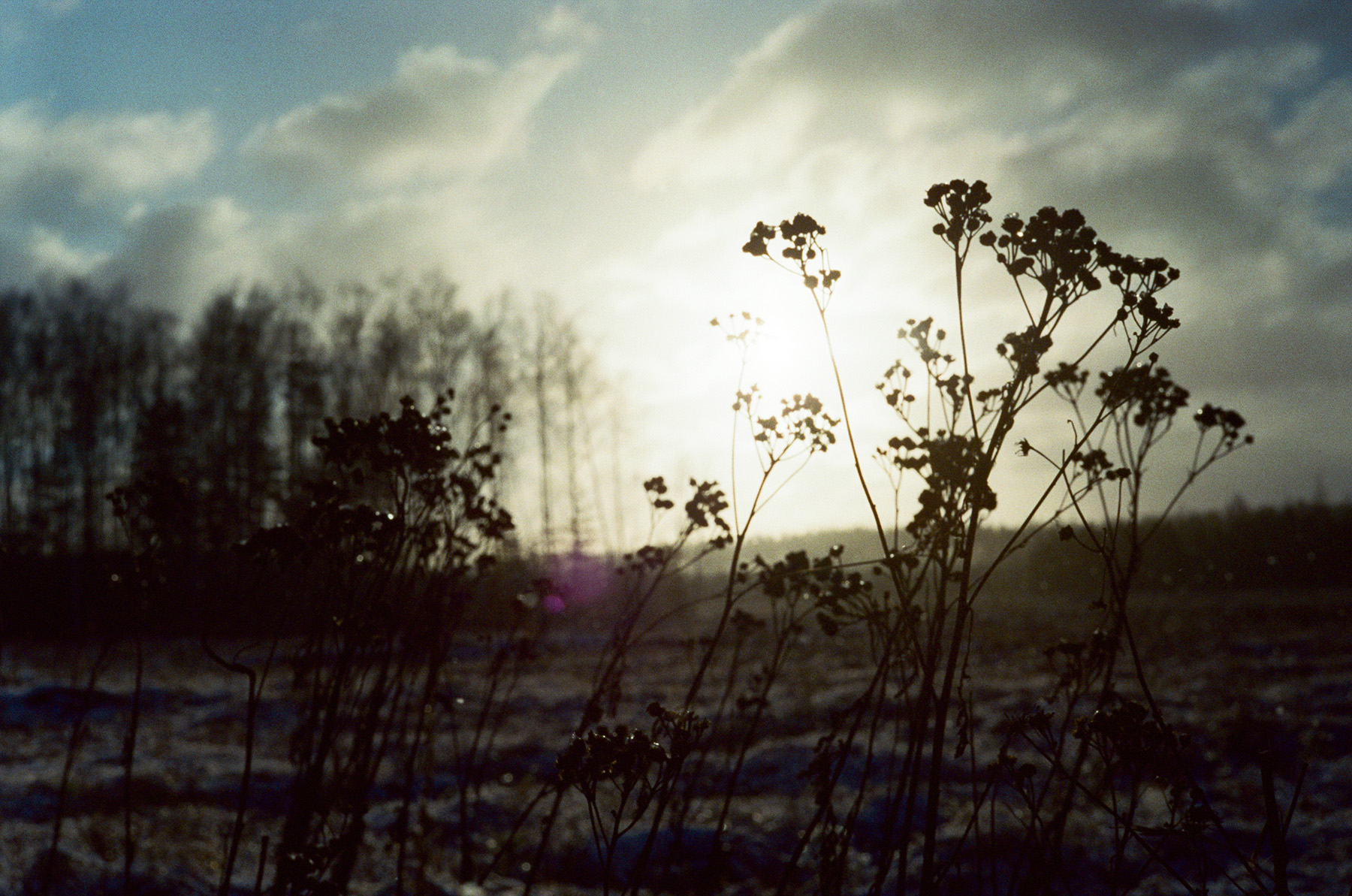 «поле» раздел «». «пленка SFL 500, фотоаппарат Leica m6, объектив Summicron M 50mm f2»