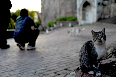 Коты Стамбула