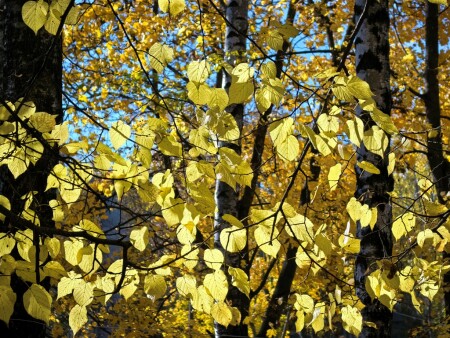  Золотая осень