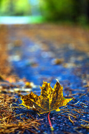 Осень листья темной краской метит...