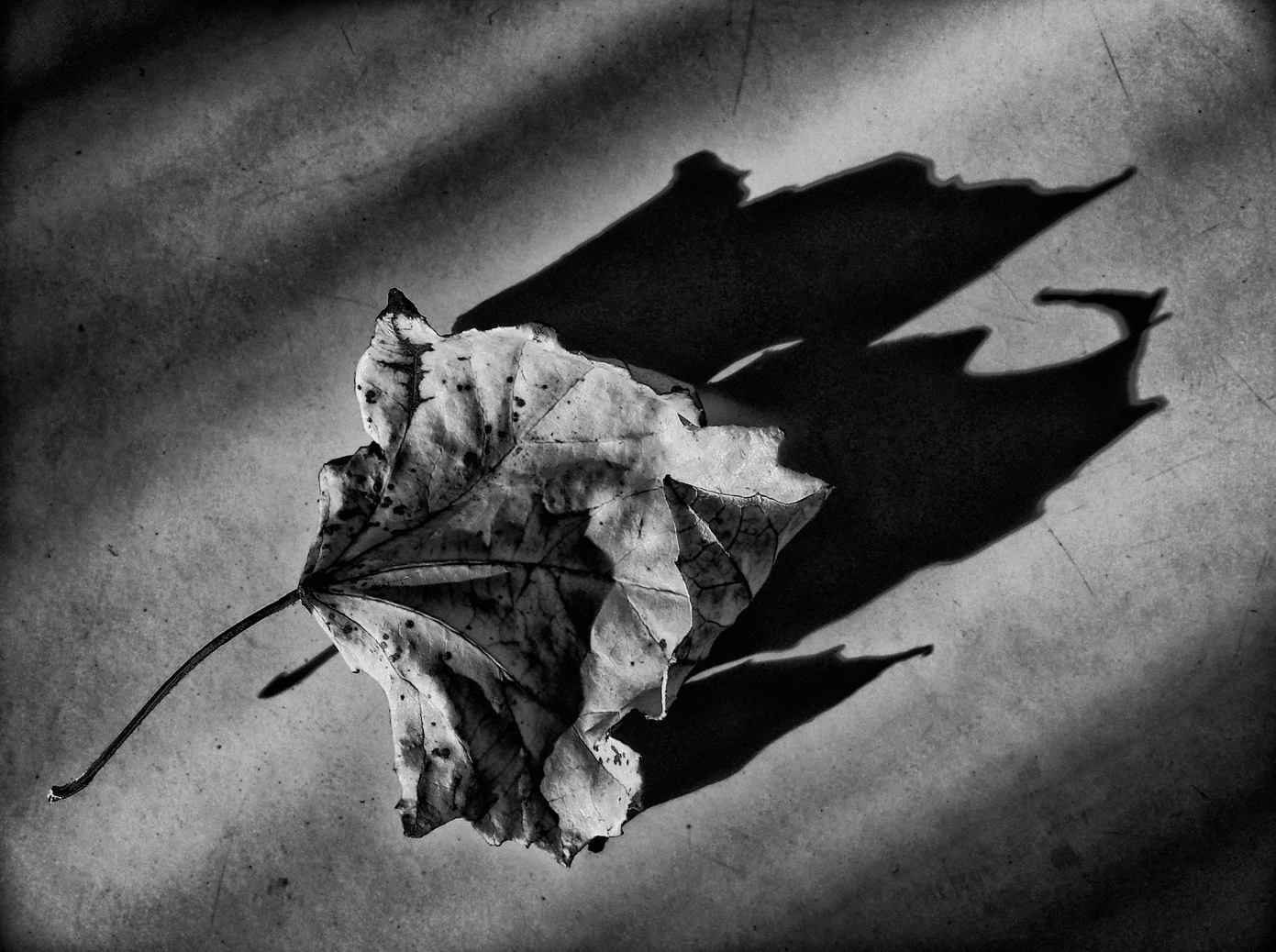 «осенний след» раздел «Натюрморт». «»
