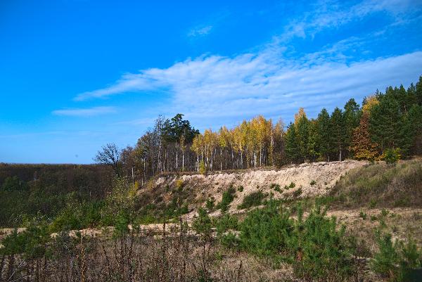 «На опушке леса» раздел «». «»