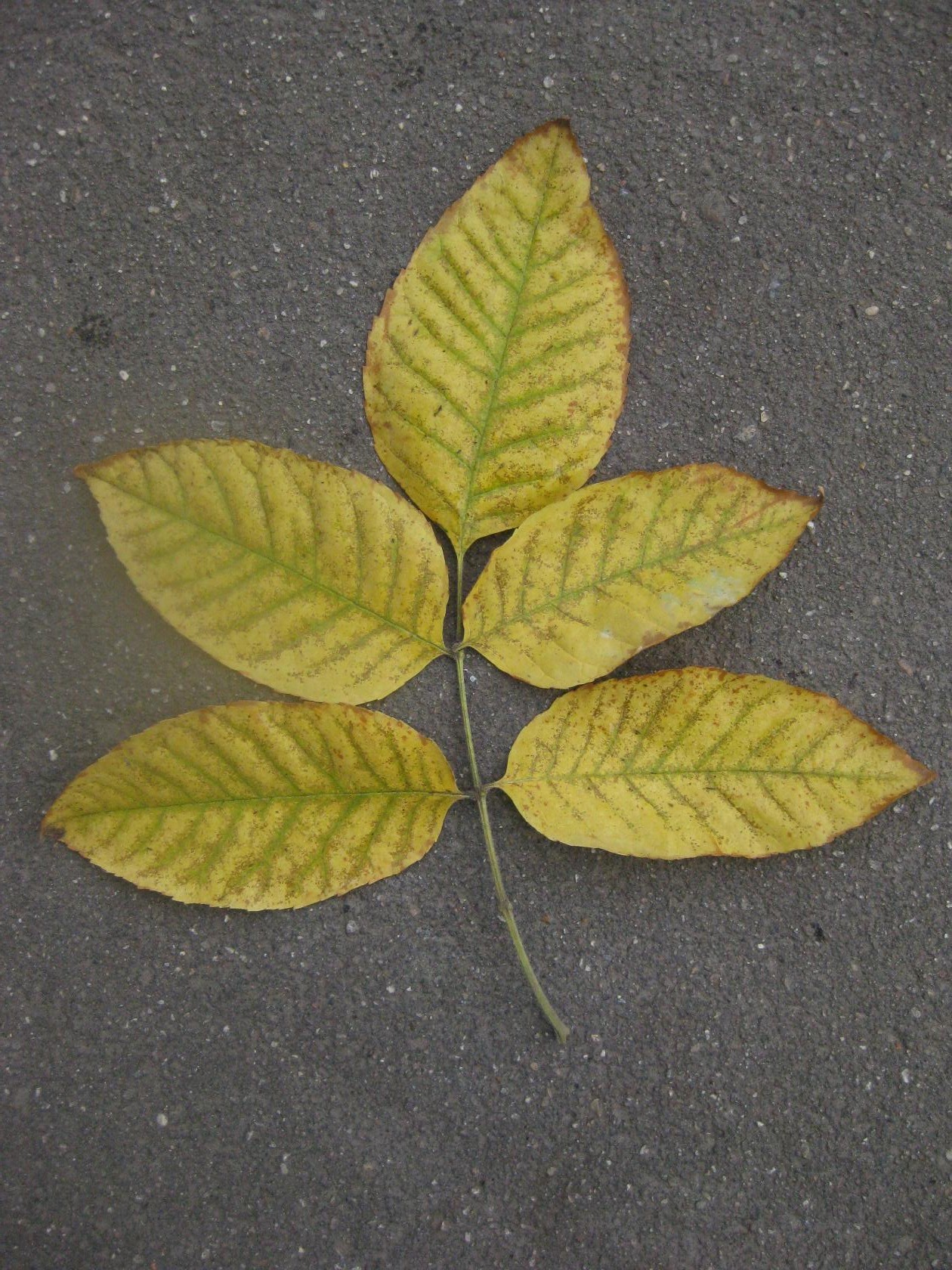 «Лист ясеня осенью» раздел «Макро, Цветы. Флора. Грибы». «2 октября 2026 года. Москва, Сеаерный округ, Головинский район, парк рядом с моим домом»