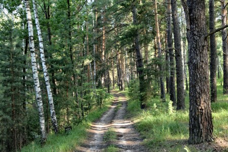 Песчанная дорога в лесу
